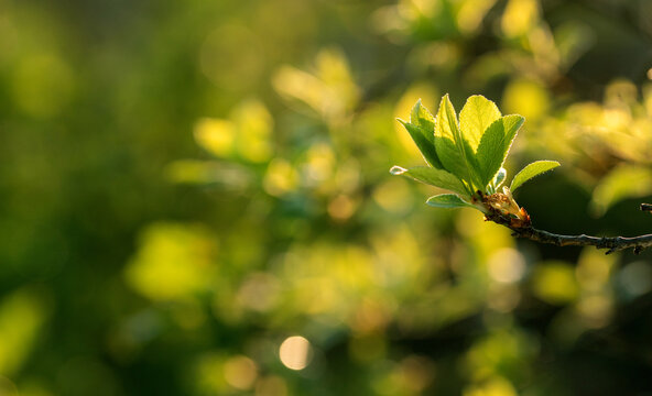fresh green leaves spring background banner new life and nature concept