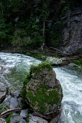 mountain river in the forest