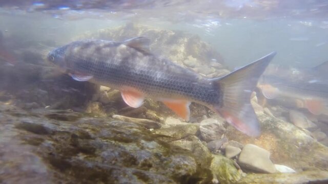 Underwater footage of Nase carp. Spawning Chondrostoma nasus. Freshwater fish swimming in the clean river habitat. Close up and nature light. Spawning Nase.