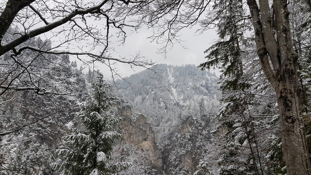 Snow-covered trees and white mountains at Schloss Neuschwanstein Germany and behind the picture is the Queen Mary Bridge.
