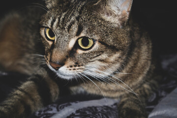 The domestic cat is sleeping in bed