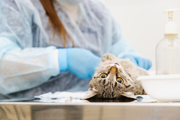 Cat on surgical table during castration in veterinary clinic.