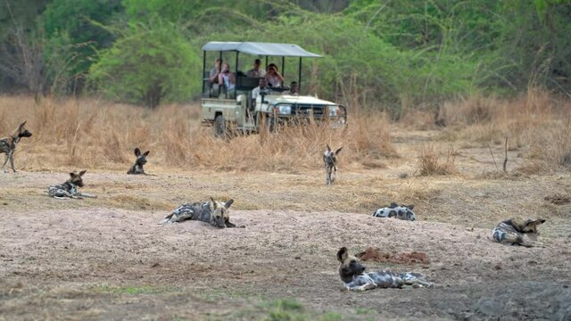 pack of African wild dog (Lycaon pictus) or painted dog and safari car with tourists behind, South Luangwa National Park, Mfuwe, Zambia, Africa