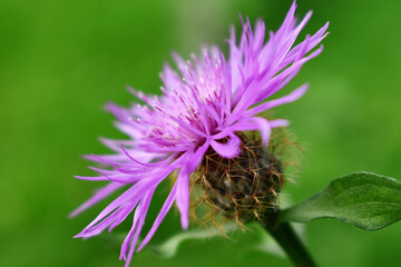 close up of a flower