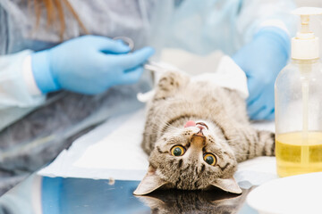 Cat on surgical table during castration in veterinary clinic.