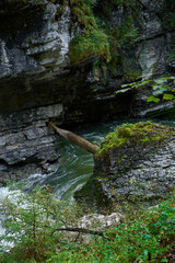 river in the forest