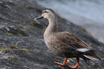 duck