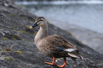 duck