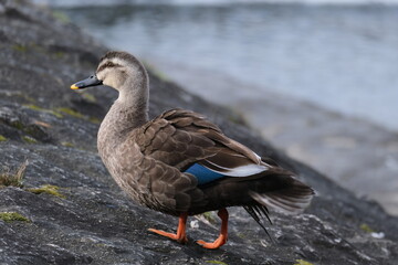 duck