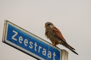 a kestrel sits at a street sign in the dutch countryside in zeeland, the netherlands closeup