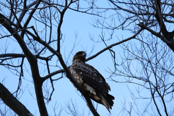 Black kite