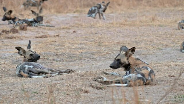 pack of African wild dogs (Lycaon pictus) or painted dog, South Luangwa National Park, Mfuwe, Zambia, Africa