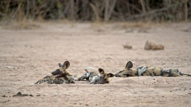 pack of African wild dogs (Lycaon pictus) or painted dog, South Luangwa National Park, Mfuwe, Zambia, Africa
