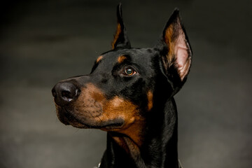 Doberman dog with an expressive look.