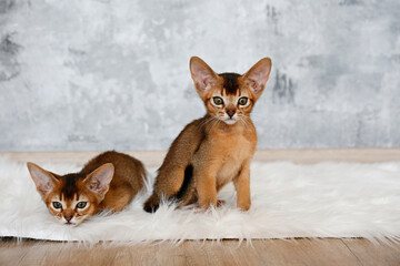 Couple of two months old cute abyssinian kittens sitting on the faux fur sheepskin carpet at home, grunged stone wall background. Young beautiful purebred short haired kitties. Close up, copy space.