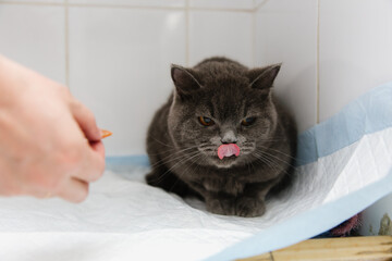 Naklejka premium The doctor gives the cat a pill while she sits on the table in the waiting room of the veterinary clinic