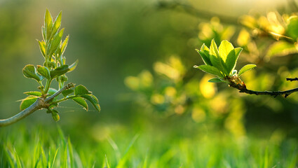 Fototapeta na wymiar fresh green leaves spring background banner new life and nature concept