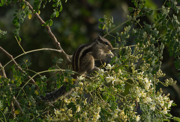 Squirrel Drumstick Flower Arambagh West Bengal