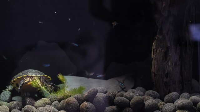 Static slow motion shot of a yellow belly slider turtles (Trachemys scripta troostii) backside. He is trying to move small rocks for food under. On the ground is a lava round rock and floating plant.