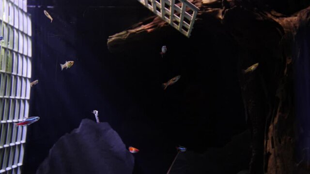 Handheld wide shot with. Fish (Poecilia reticulata, Xiphophorus hellerii, Paracheirodon innesi) floating in a tank flexing muscles in front of a female. On the ground is black lava rock.