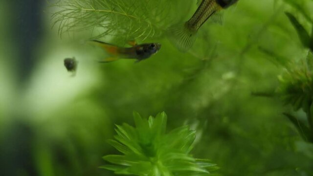 Panning down shot of an aquarium with plants like Ceratophyllum, Elodea Canadensis, in the background and swimming Poecilia reticulata fish in the foreground.