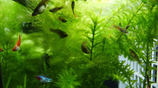 Tight handheld slow motion shot, of an aquarium with plants like Ceratophyllum, Elodea Canadensis, in the background and swimming Poecilia reticulata fish in the foreground.
