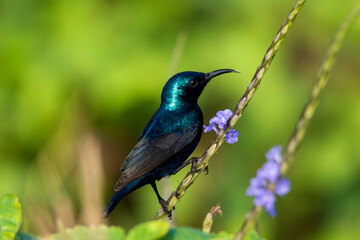 Purple Sunbird perched on a branch