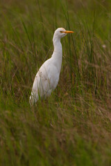 Portrait of cattle egret perched on grasslands in Chennai