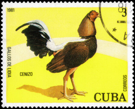 Postage stamp issued in the Cuba with the image of the Cenizo, Gallus gallus domesticus. From the series on Fighting Cocks, circa 1981