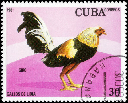 Postage stamp issued in the Cuba with the image of the Giro, Gallus gallus domesticus. From the series on Fighting Cocks, circa 1981
