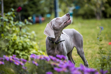 Rassehund Weimaraner
