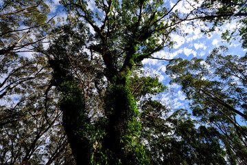 Tree Scape