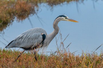 A great blue heron on the hunt for prey in a wetland.