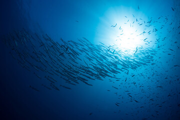 Barracuda schooling above coral reef during sunrise