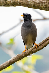 Portrait of a jungle myna perched on a branch