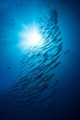 Barracuda schooling above coral reef during sunrise