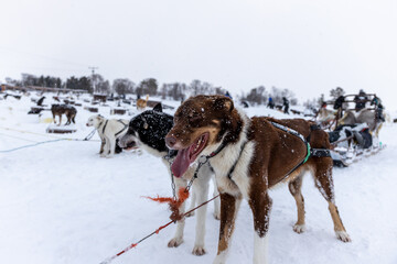 Two of several dogs that will lead the sled through the snow