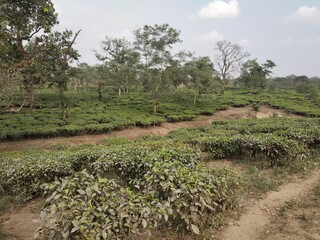 Fototapeta na wymiar Tea garden near at Bagdogra, West Begal, India