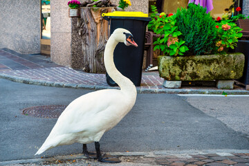 White swan walking in the town centre of St. Wolfgang am Wolfgangsee, Austria © EKH-Pictures