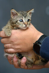 kitten with sore eyes in the arms at the animal shelter
