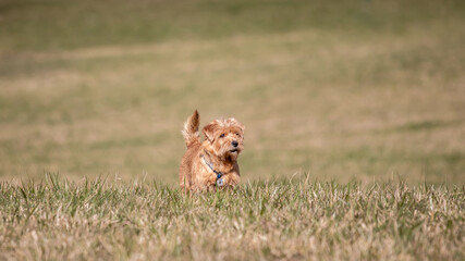 Red dog in grass