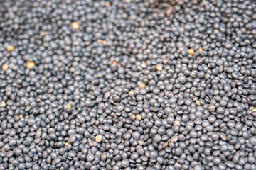 Black Puy lentils, sold on local city market