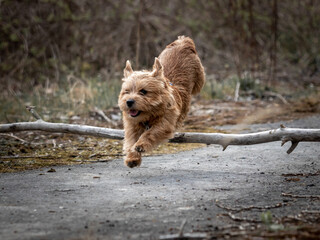 Red dog jumping over a branch