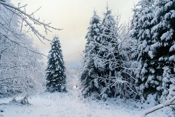 Cloudy winter day in the mountains after a snowfall. Small figurine of a man disappear in the fog among the snow-covered fir trees