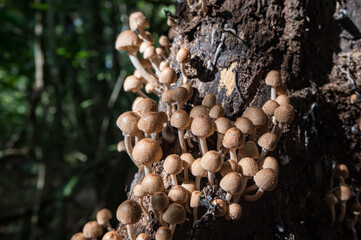 Mushrooms Sponges on a tree jungle Costa Rica
