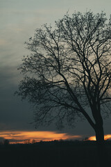 Obraz premium Tree without leaves in the middle of clearing