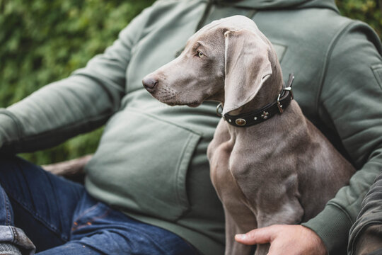 Rassehund Weimaraner