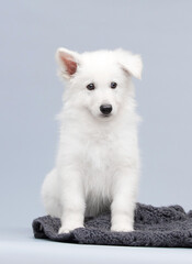 white shepherd puppy in the studio