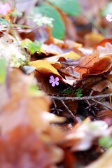 Autumn leaves in the water. Small flower in leaves.