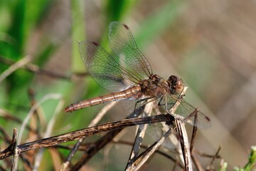Dragonfly in the park